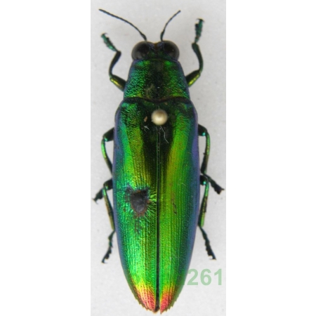 Chrysochroa fulminans (Fabricius, 1787) Indonesia, Java